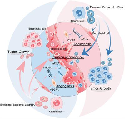 Emerging role of exosome-derived non-coding RNAs in tumor-associated angiogenesis of tumor microenvironment